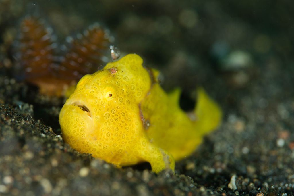 poisson